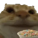 cerealCat emote for Discord