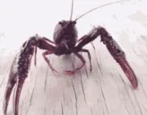 CFJAM emote for Discord