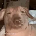 cessaronSingingAtYou4 emote for Discord