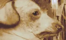 creatureCinematic emote for Discord