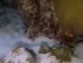 crabhello emote for Discord