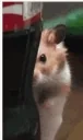 creepyhamster emote for Discord