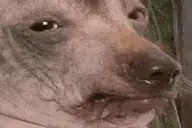 creatureCuttingOnions emote for Discord