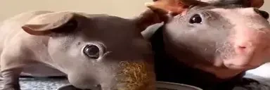 crunches emote for Discord