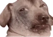 creaSus emote for Discord