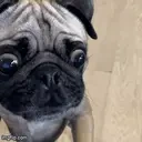 CrimeDog emote for Discord