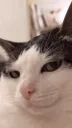 crunchycatluna emote for Discord