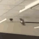 CrowSpin emote for Discord