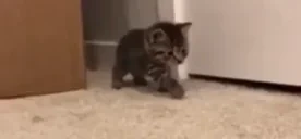 CREEPING emote for Discord