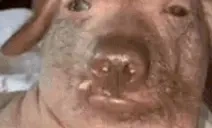 creatureSnowboarding emote for Discord