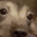 creatureGoingThroughIt emote for Discord