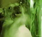 creatureRave emote for Discord