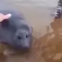 CRYING emote for Discord