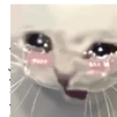 crykat emote for Discord