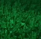 CrowdCheer emote for Discord