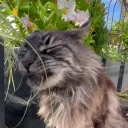 CRUNCH emote for Discord