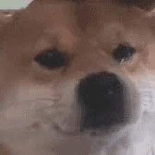 DogeSad emote for Discord