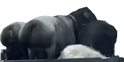 csomagtarto animated emote for Discord, Twitch and Slack