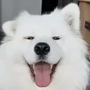 CuteDoggo emote for Discord