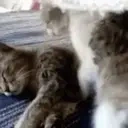 Cuddles emote for Discord