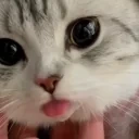 cutie emote for Discord