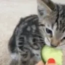 Cucumber emote for Discord