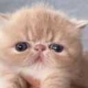 CupOfTupid emote for Discord