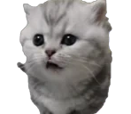 cutecat emote for Discord