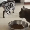 csinhaLive emote for Discord