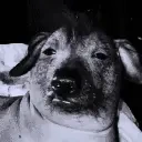 CreatureNoir emote for Discord