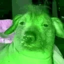 Creaturebutgreen emote for Discord