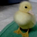 CuteDuck emote for Discord