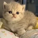 CuteKitten emote for Discord