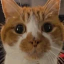 cupYesYes emote for Discord