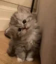 cutecatp emote for Discord