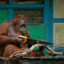 CUTTER emote for Discord