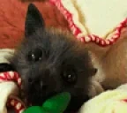 CuteBat emote for Discord