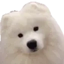CuteSamoyed emote for Discord