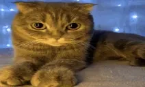 cute emote for Discord