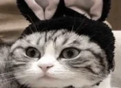 cuh animated emote for Discord, Twitch and Slack