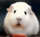 cuyWTF emote for Discord