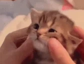 cutie emote for Discord