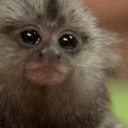 CuriousMonke emote for Discord