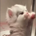 CuteCat emote for Discord