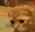 cuteCat emote for Discord