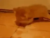 CumCatBeingSillyAndCute emote for Discord