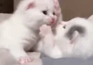 Cuddle emote for Discord