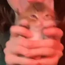 CuteCatDance emote for Discord