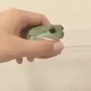 CuteFrog emote for Discord