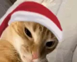 cuh emote for Discord